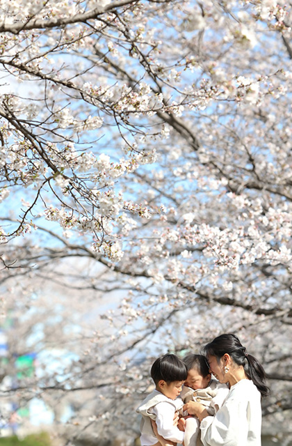 大安寺川沿いの桜並木の写真