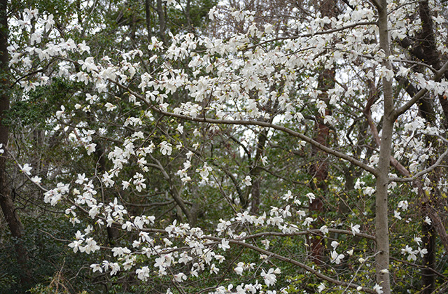 うぬまの森の花々の写真
