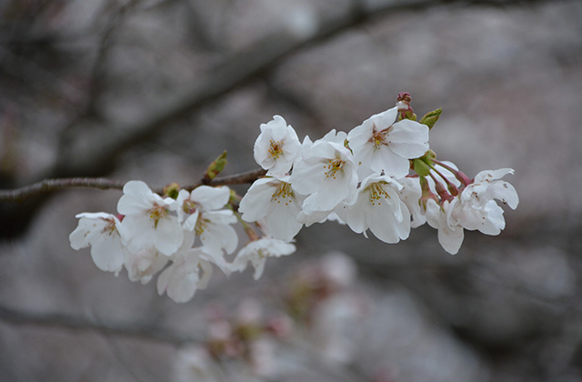 うぬまの森の花々の写真