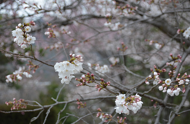 うぬまの森の花々の写真