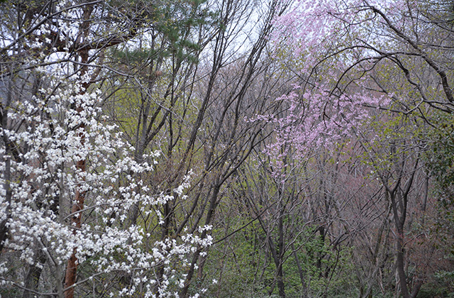 うぬまの森の花々の写真