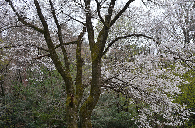 うぬまの森の花々の写真