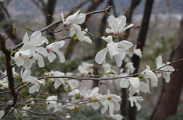 うぬまの森の花々の写真
