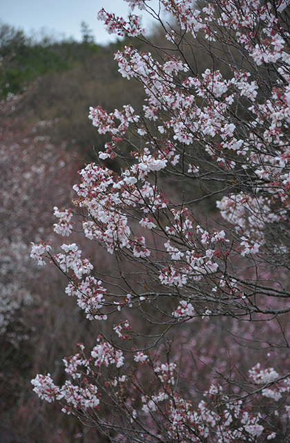 うぬまの森の花々の写真