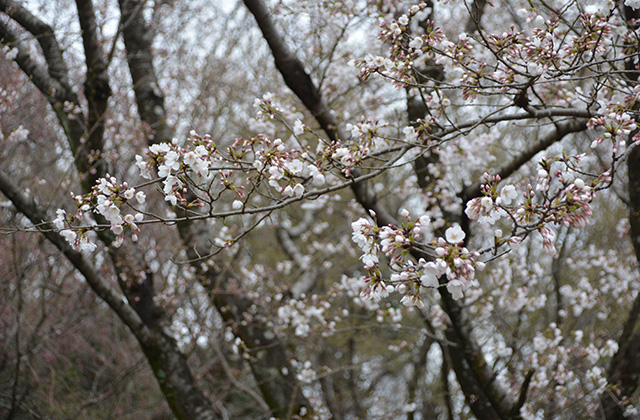 うぬまの森の花々の写真