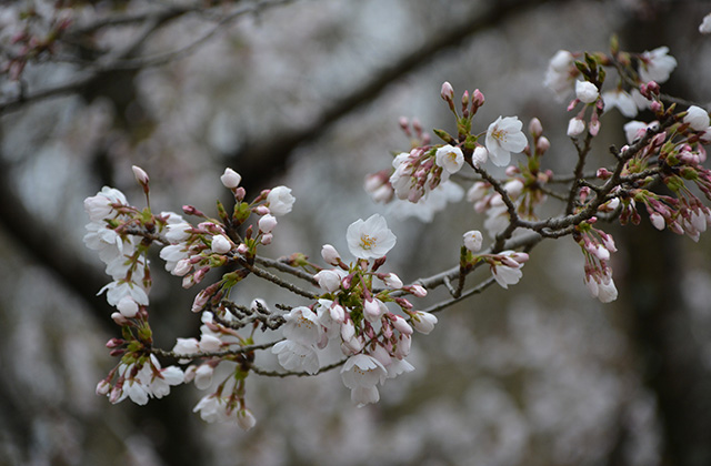 うぬまの森の花々の写真