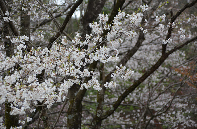 うぬまの森の花々の写真