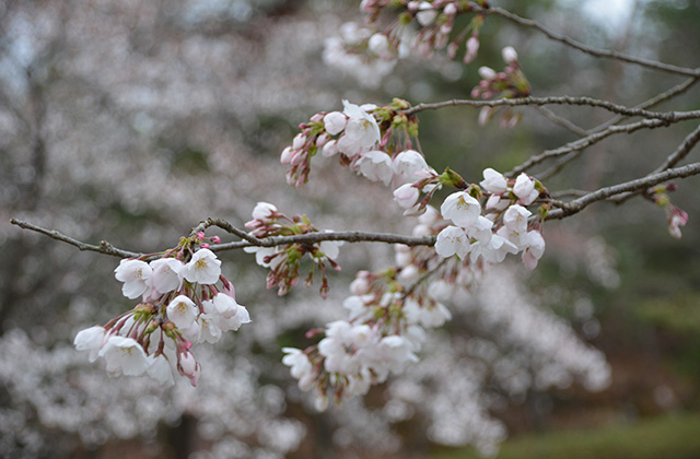 うぬまの森の花々の写真