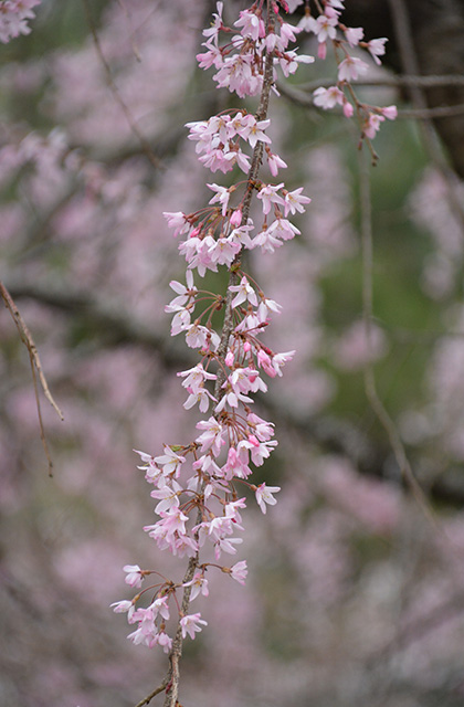 うぬまの森の花々の写真