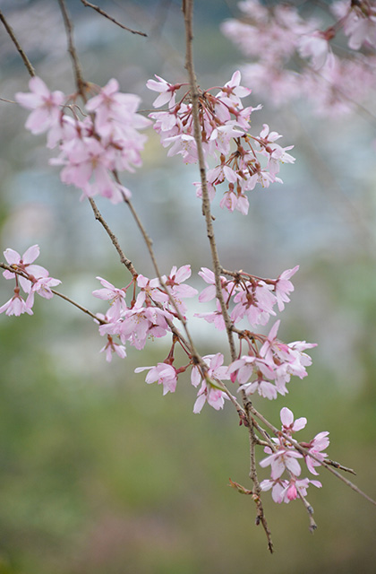 うぬまの森の花々の写真