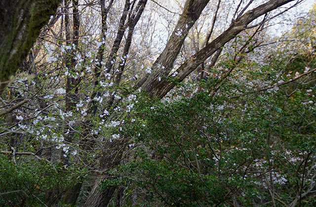 うぬまの森の自然風景の写真