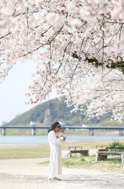 各務原市内の桜の写真
