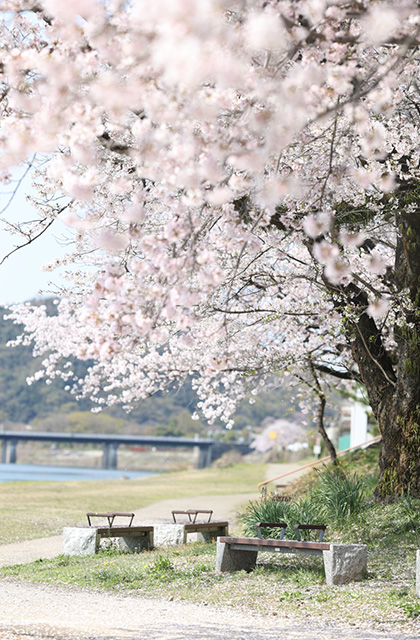 各務原市内の桜の写真