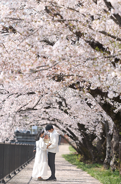 各務原市内の桜の写真