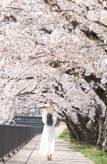 各務原市内の桜の写真
