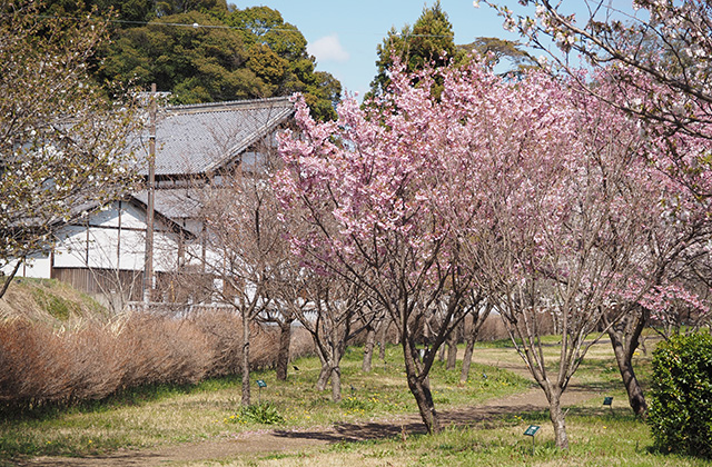 各務野櫻苑の桜の写真