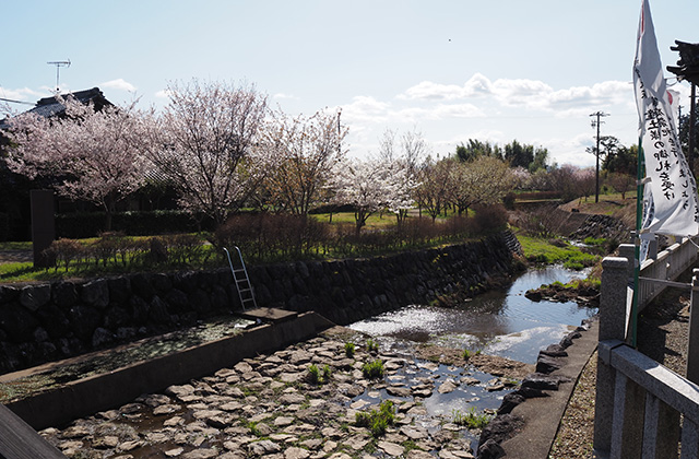 各務野櫻苑の桜の写真