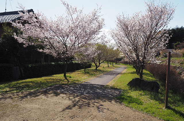 各務野櫻苑の桜の写真