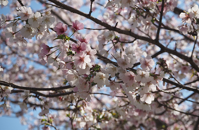 各務野櫻苑の桜の写真