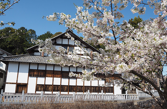 各務野櫻苑の桜の写真