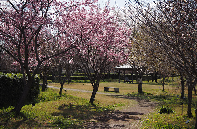 各務野櫻苑の桜の写真