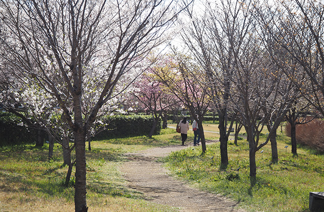 各務野櫻苑の桜の写真