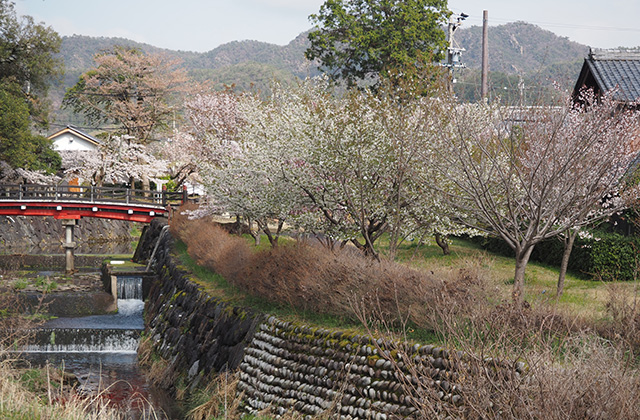 各務野櫻苑の桜の写真