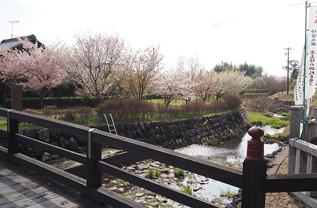 各務野櫻苑の桜の写真