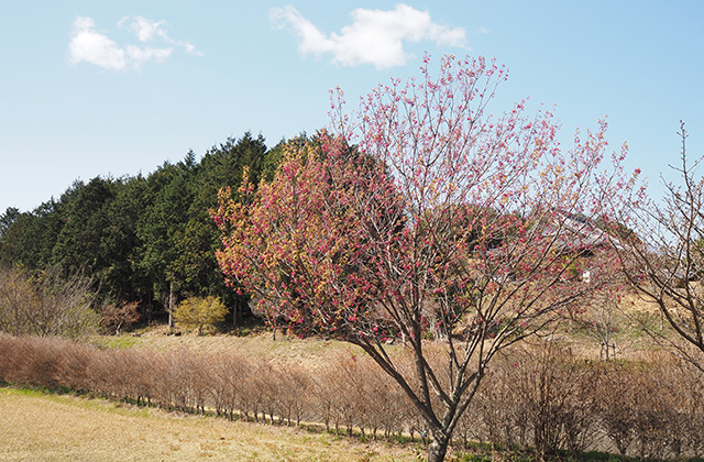 各務野櫻苑の桜の写真