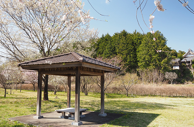各務野櫻苑の桜の写真