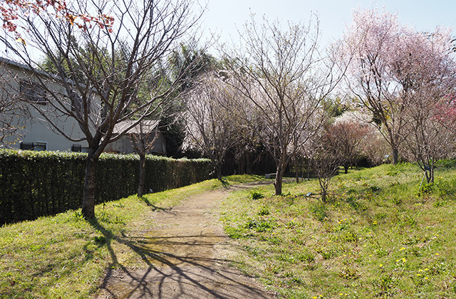 各務野櫻苑の桜の写真
