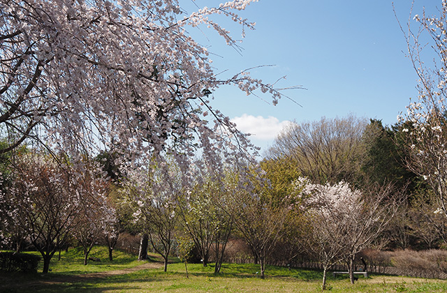 各務野櫻苑の桜の写真
