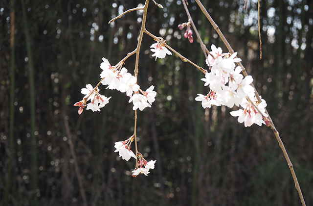 各務野櫻苑の桜の写真