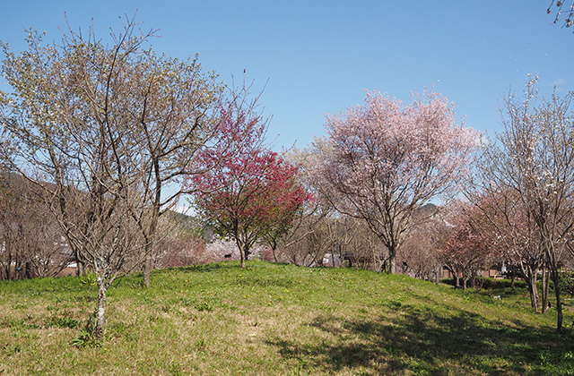 各務野櫻苑の桜の写真