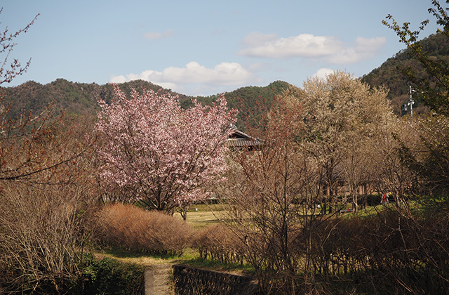 各務野櫻苑の桜の写真