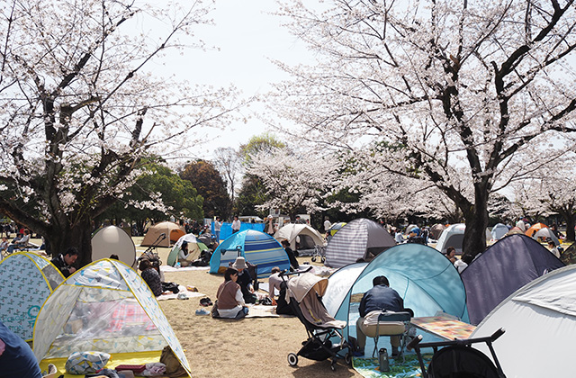 第49回桜まつりの写真