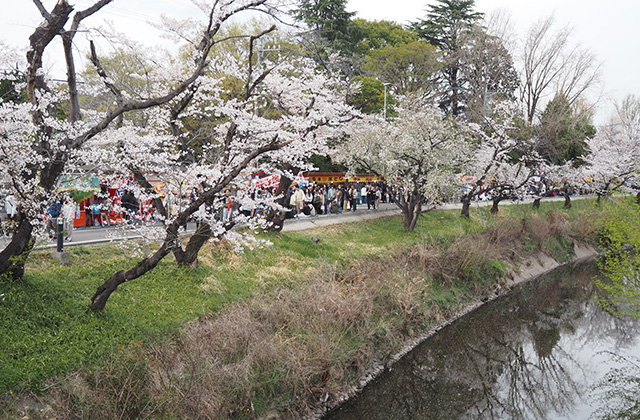 第49回桜まつりの写真