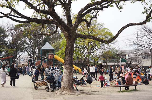 第49回桜まつりの写真
