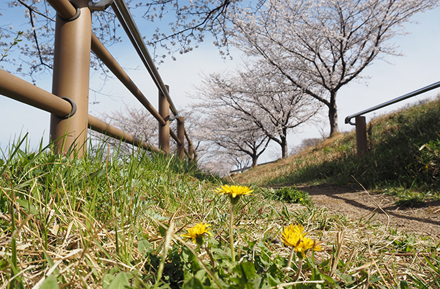 三井山周辺の桜の写真