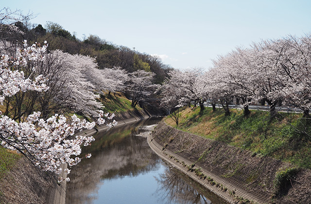 三井山周辺の桜の写真