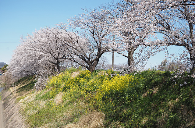 三井山周辺の桜の写真