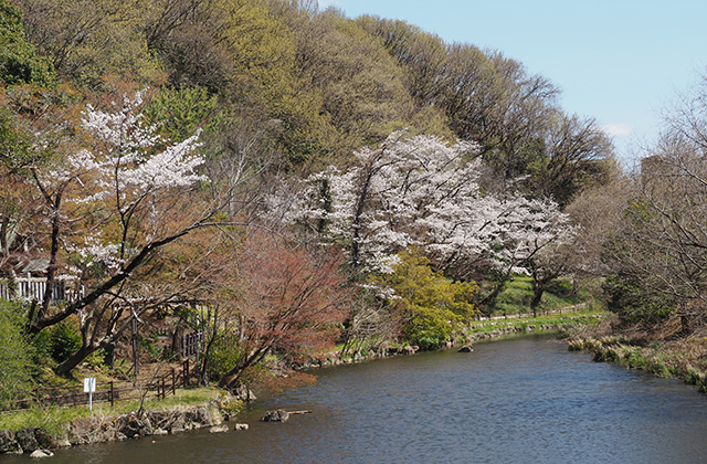 三井山周辺の桜の写真