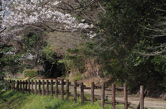 三井山周辺の桜の写真
