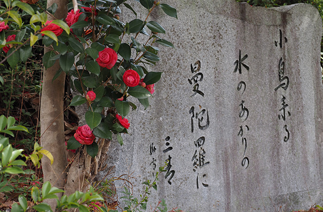 三井山周辺の桜の写真