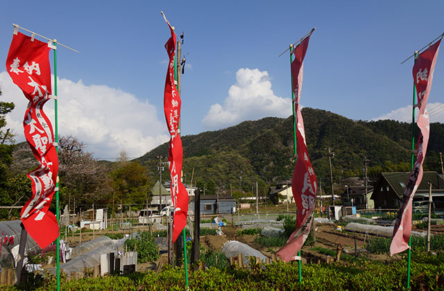 成田山貞照寺の風景の写真