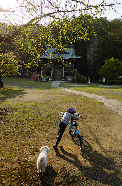 成田山貞照寺の風景の写真