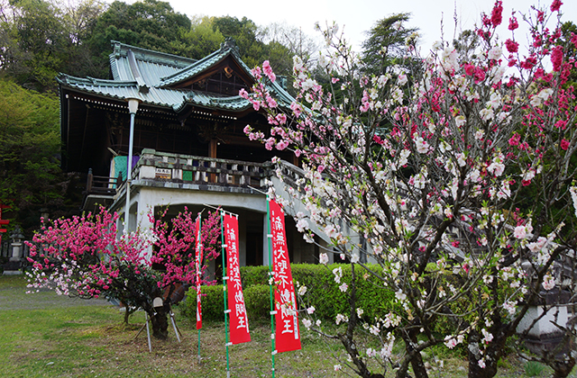 成田山貞照寺の風景の写真