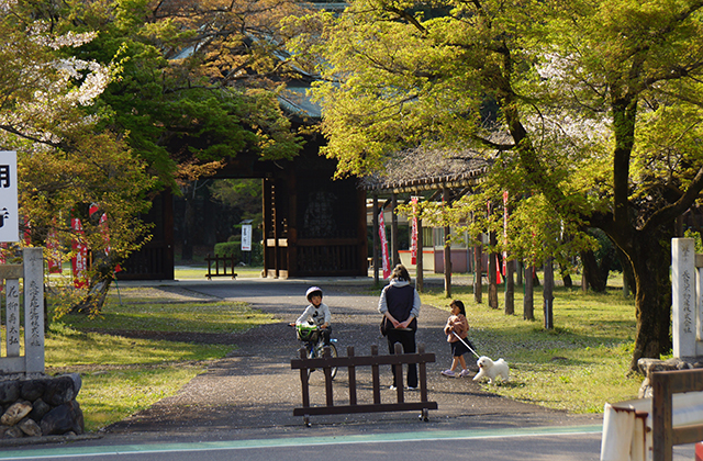 成田山貞照寺の風景の写真