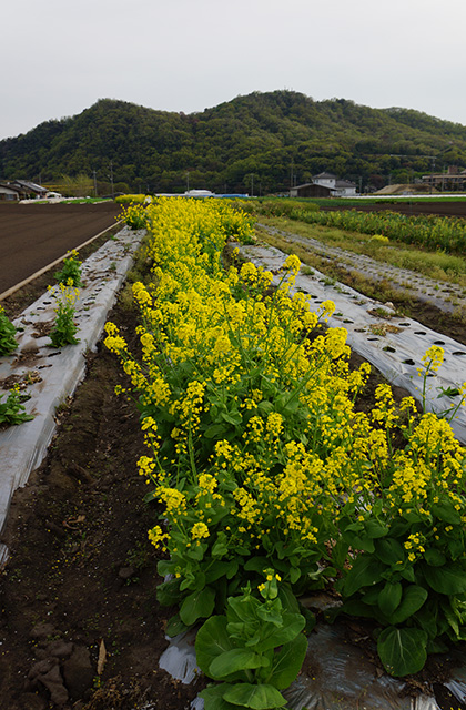 鵜沼地区の風景2の写真