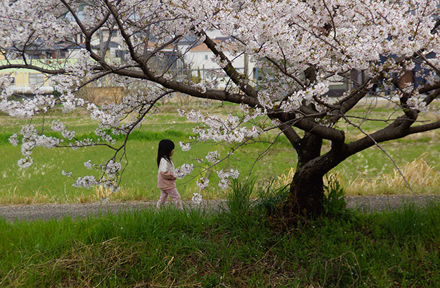 中山道鵜沼宿と大安寺川の桜並木の写真